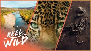 YouTube search query "habitat fragmentation impact on biodiversity"